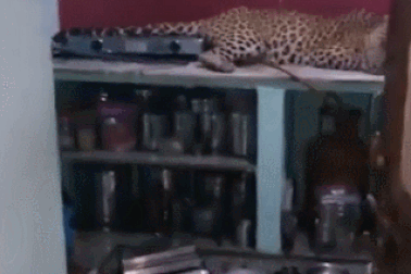 Dân làng kinh hãi phát hiện báo đốm nằm giữa nhà