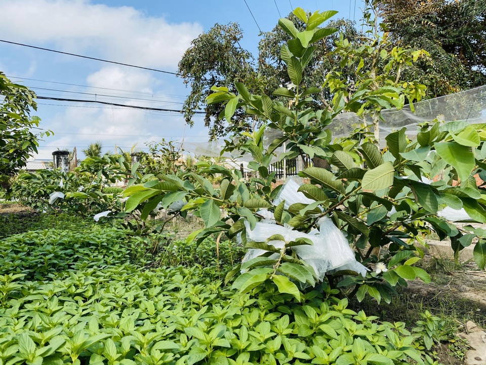 Tiết kiệm 100 triệu, vợ chồng trẻ ở Đồng Nai bỏ phố về quê đào ao, thả cá - 11 Tiết kiệm 100 triệu, vợ chồng trẻ ở Đồng Nai bỏ phố về quê đào ao, thả cá - 11