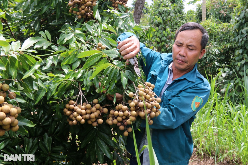 Fattening cows with discarded plants, the farmer earned 200 million VND - 4