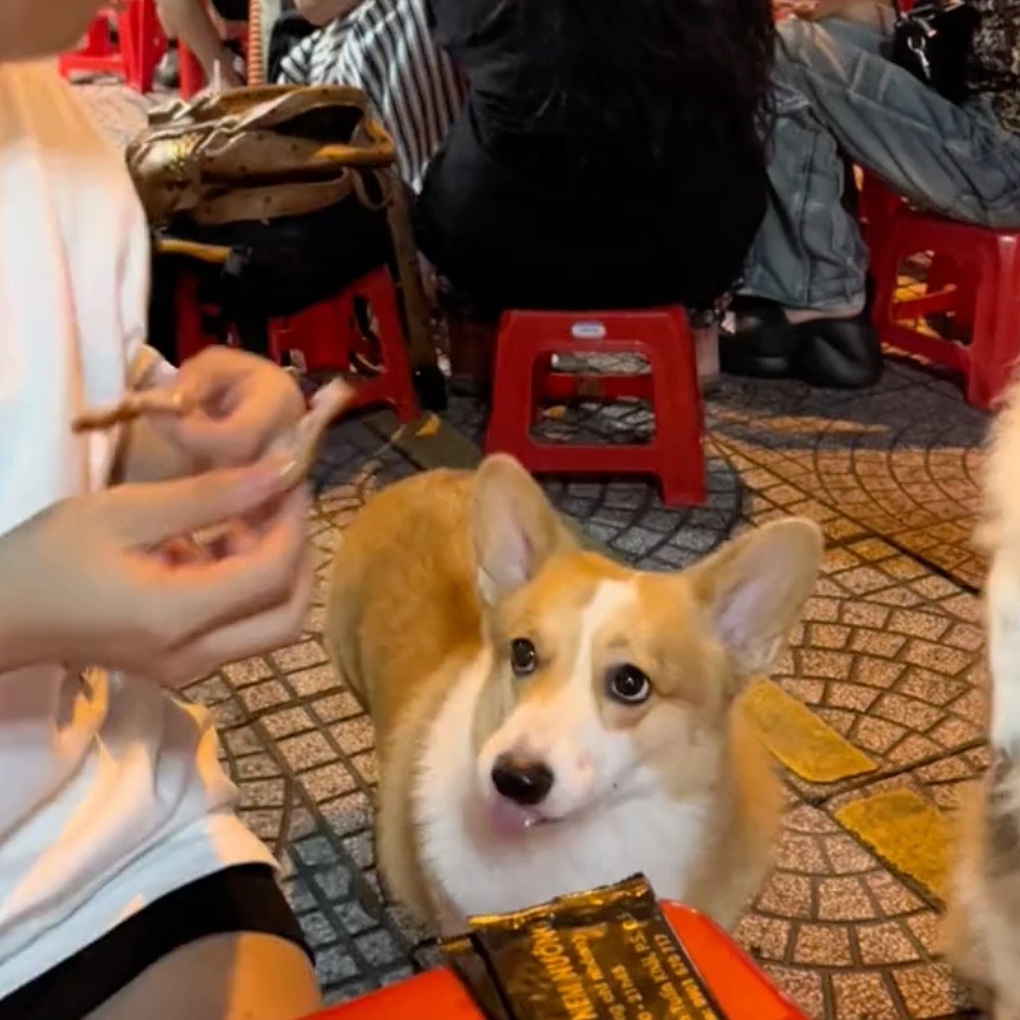 Quán nướng ở Hà Nội có chú chó xấu lạ, chủ lo vỡ trận vì đông khách - 4