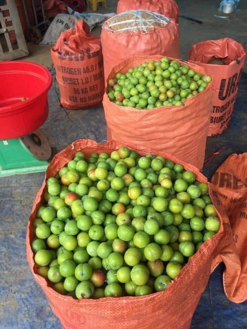 Mận cơm trượt giá còn 5.000 đồng/kg, dân mạng lại hô giải cứu - 3 Mận cơm trượt giá còn 5.000 đồng/kg, dân mạng lại hô giải cứu - 3