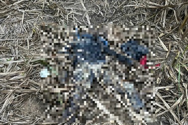 Người phụ nữ mất tích 3 tháng, thi thể vừa được tìm thấy trong rẫy mía