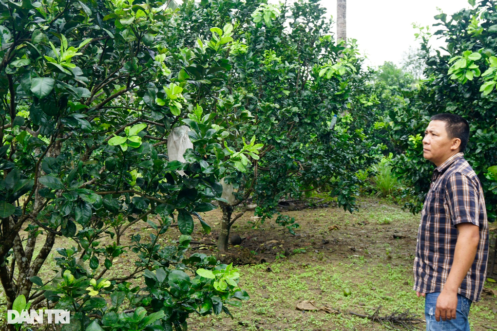 Nông sản lên sàn thương mại điện tử, nông dân hưởng lợi - 3 Nông sản lên sàn thương mại điện tử, nông dân hưởng lợi - 3