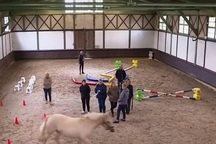 Pháp: Các công sở dùng ngựa tạo động lực làm việc