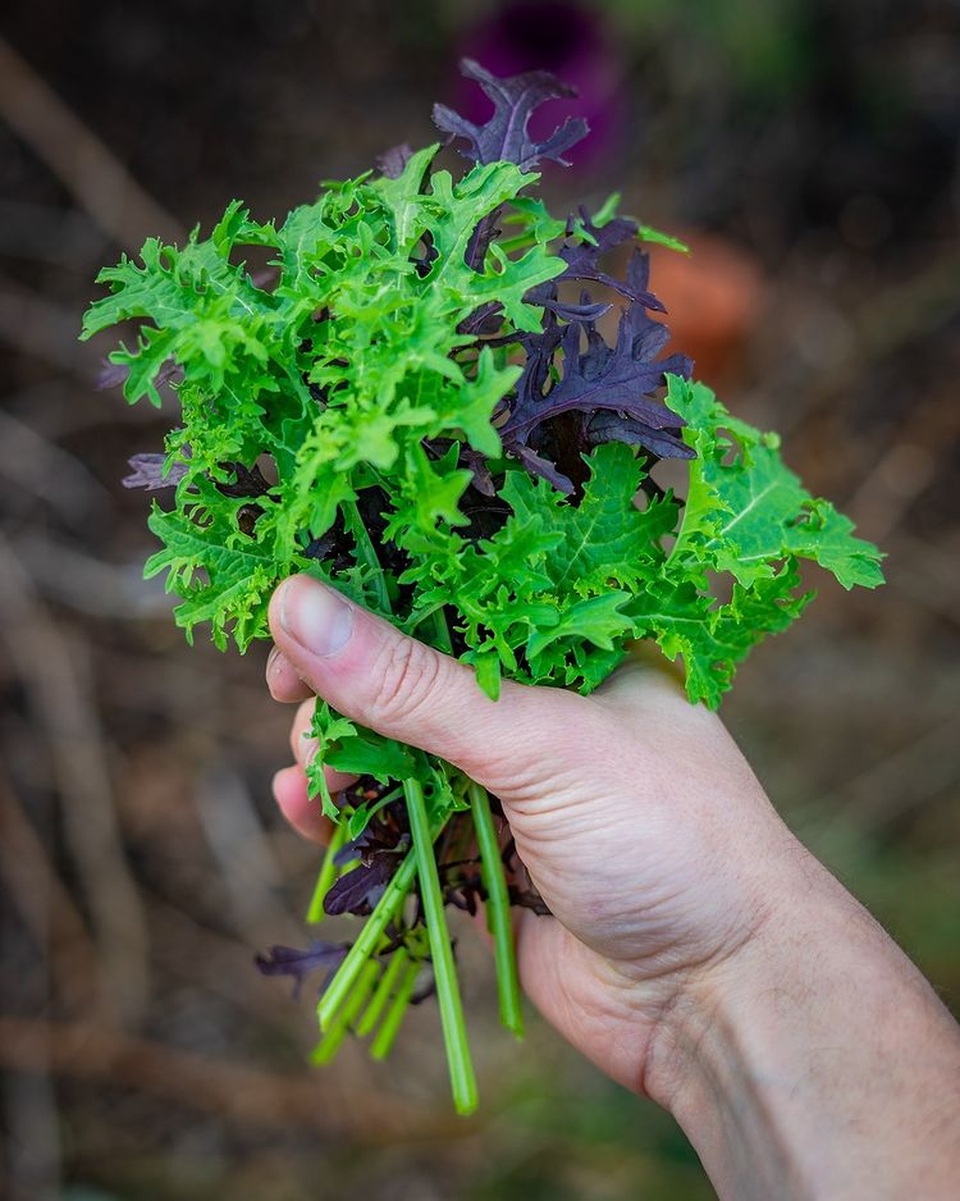 Vườn rau ngon, trái ngọt muốn ăn lúc nào cũng có của chàng trai phố thị - 10