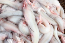 Hà Tĩnh: Mùa cá cháo bãi ngang những ngày cuối năm 2020