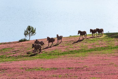 Chiêm ngưỡng mùa cỏ hồng đẹp như tranh vẽ ở Đà Lạt