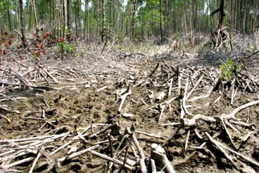 Cảnh cáo nguyên Giám đốc VQG để rừng bị chặt phá