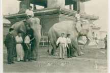 Chuyện hai chú voi Bác Hồ tặng Vườn bách thú Leningrad