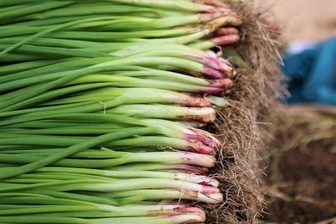 Loại lá “vài nghìn một nắm” ở chợ Việt là khắc tinh của ung thư tiêu hóa