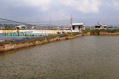 Vùng nuôi tôm “an toàn sinh học” gây ô nhiễm: Nghiêm túc rút kinh nghiệm!