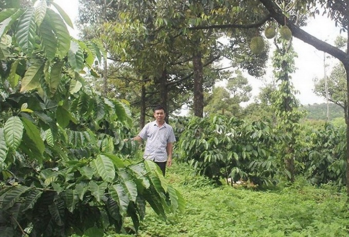 Vườn cà phê trồng xen sầu riêng giúp người dân tăng thêm thu nhập, vươn lên thoát nghèo.