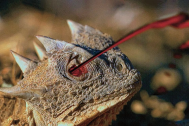 Tại sao thằn lằn lại phun máu từ mắt?