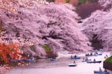 10 lễ hội hoa anh đào nổi tiếng đẹp nhất thế giới