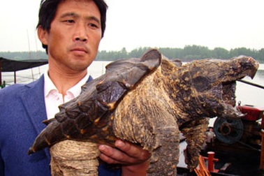 Rùa lạ xuất hiện tại Trung Quốc