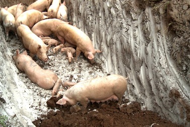 Dịch tả lợn châu Phi hoành hành, cuối năm có lo thiếu thịt lợn?