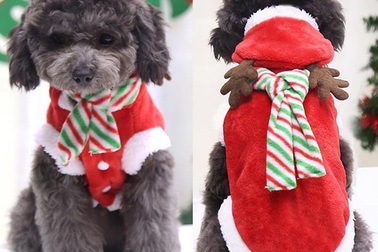 Chủ nhân "đốt ví" trưng diện đồ Noel hạng sang cho thú cưng
