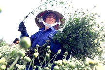 Cúc họa mi được mùa, nông dân Hà Nội thu cả trăm triệu