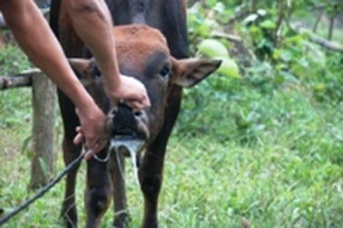 Quảng Trị: Dịch lở mồm, long móng lại bùng phát và lan rộng ra nhiều địa phương   