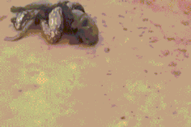 Mèo rừng vùng vẫy cố thoát khỏi vòng siết của trăn đói