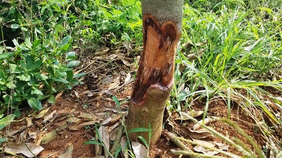 Công an điều tra nghi án đầu độc vườn sầu riêng của nông dân - 3