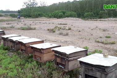 Nghề được "rừng nuôi" kiếm vài trăm triệu mỗi năm