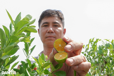 Sở hữu giống quất lạ, anh nông dân miền Tây thu lãi bộn tiền