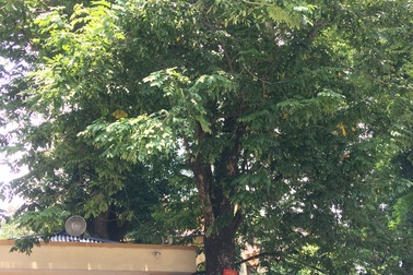 Bất ngờ trước giá trị thật của cây sưa trước cổng Bệnh viện 108