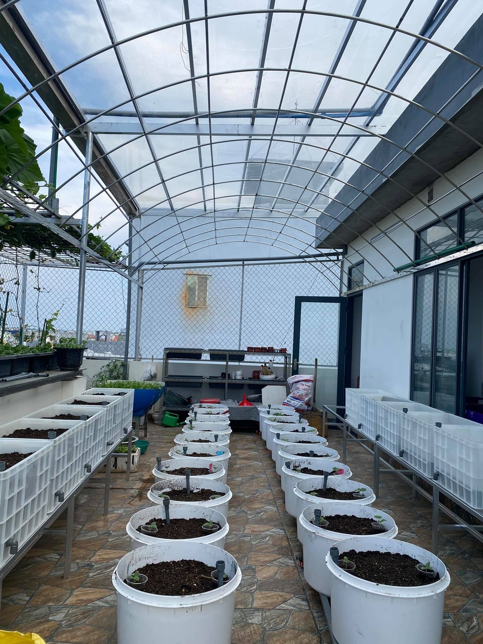 Bí kíp trồng cây dây leo cho quả sai trĩu, ít sâu bệnh của mẹ đảm Đà Nẵng - 4 Bí kíp trồng cây dây leo cho quả sai trĩu, ít sâu bệnh của mẹ đảm Đà Nẵng - 4