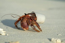 Chai làm bằng nguyên liệu từ thực vật sẽ chấm dứt rác thải nhựa?