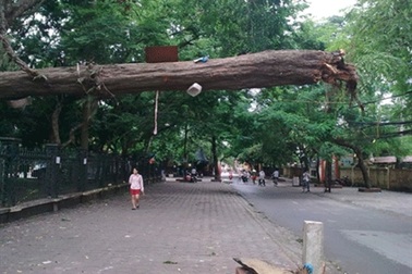 Cây bật gốc, lơ lửng trên đầu