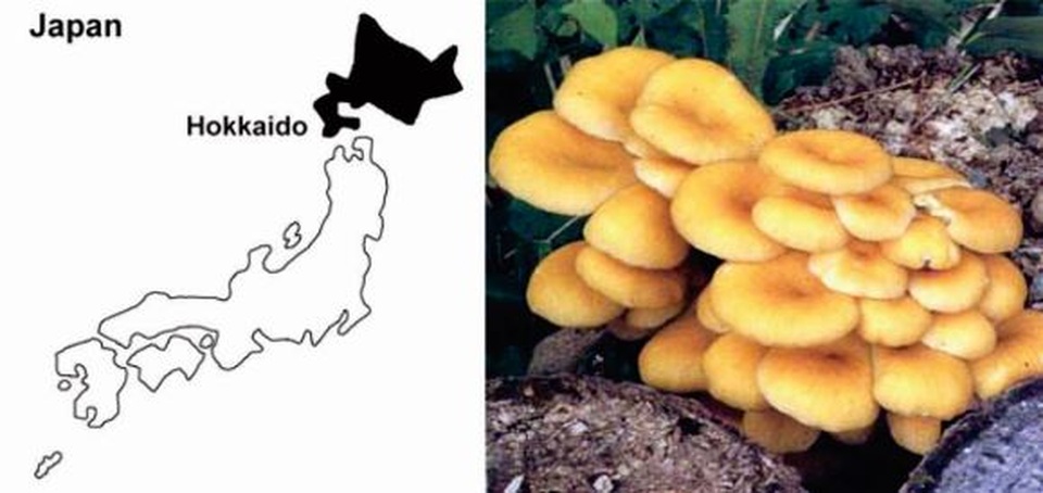 Giải mã công dụng tuyệt vời của nấm Tamogi cho hệ miễn dịch của người Nhật - 1 Giải mã công dụng tuyệt vời của nấm Tamogi cho hệ miễn dịch của người Nhật - 1