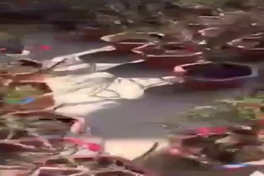 Đào thất thốn Trung Quốc "đại náo" thị trường cây cảnh Tết Hà Nội