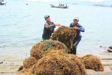 Mưu sinh với rong biển