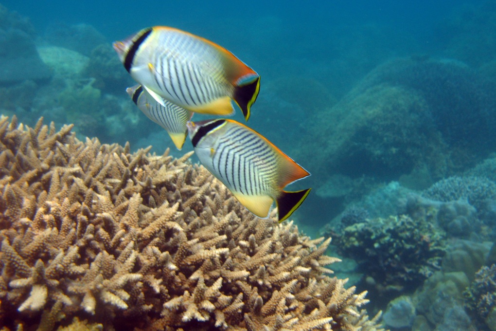 Hình ảnh thiên đường san hô ở Nha Trang trước khi chết mòn - 7 Hình ảnh thiên đường san hô ở Nha Trang trước khi chết mòn - 7