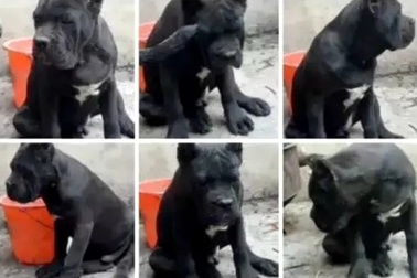 Chàng trai Trung Quốc bị bắt 10 ngày vì "đặt nhầm tên" cho chó