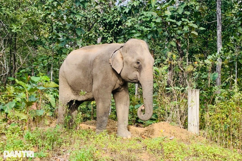 Muốn chăn thả voi trong rừng nhưng lại sợ… voi phá rừng (!?) - 4 Muốn chăn thả voi trong rừng nhưng lại sợ… voi phá rừng (!?) - 4