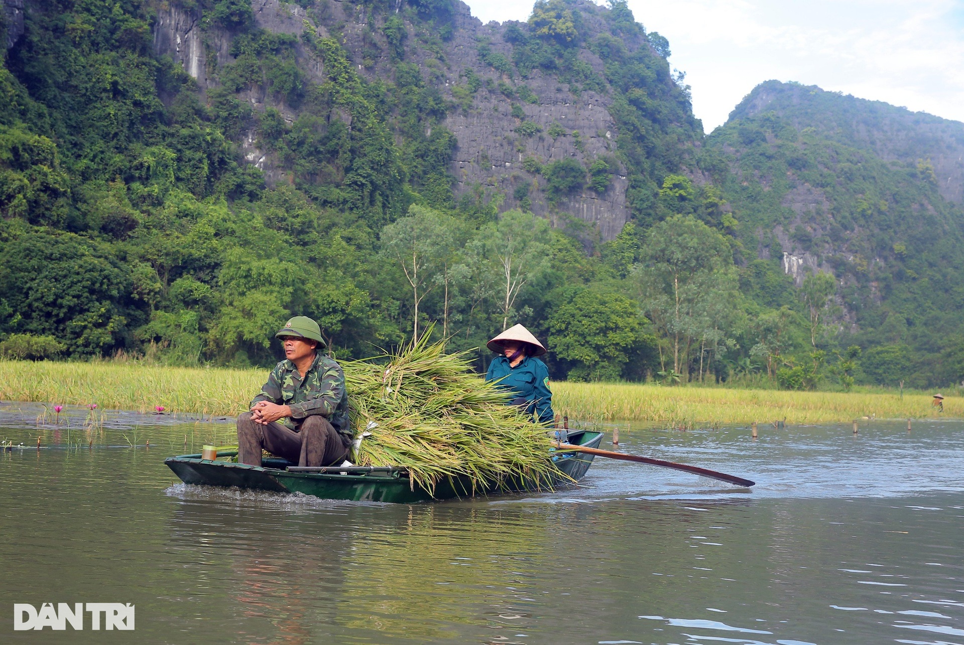 Nông dân ngâm mình gặt lúa ở cánh đồng đẹp nức tiếng Việt Nam - 5