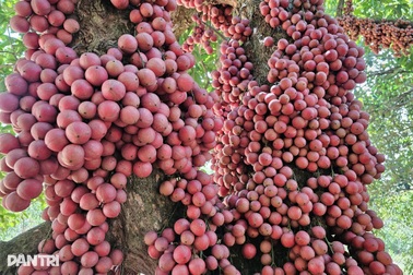 Cây cổ thụ kỳ lạ ở Vân Hòa, quả đỏ mọc chi chít trên thân