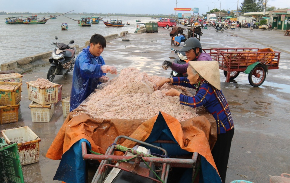 Trúng luồng ruốc, ngư dân kiếm triệu mỗi ngày - 11 Trúng luồng ruốc, ngư dân kiếm triệu mỗi ngày - 11