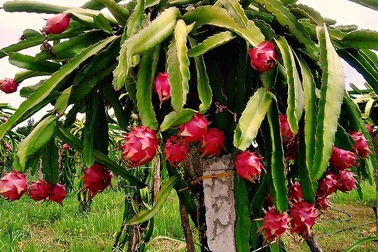 9X liều mình đưa thanh long ruột đỏ về vùng biên giới