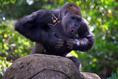 Khỉ đột vỗ ngực để làm gì?