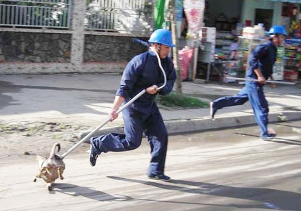 Vĩnh Phúc sẽ lập đội bắt chó mèo thả rông sau một ca tử vong do bệnh dại - 1 Vĩnh Phúc sẽ lập đội bắt chó mèo thả rông sau một ca tử vong do bệnh dại - 1