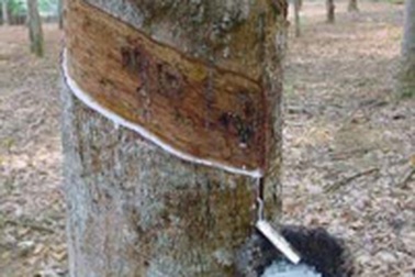 Ngành cao su trong cơn bão khủng hoảng