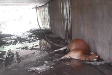 Một con bò bị điện giật chết dưới gầm cầu