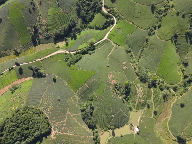 Choáng ngợp vẻ đẹp của đồi chè hình bát úp độc nhất Việt Nam - 8