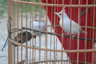 Đi rừng bắt được chim chào mào trắng quý hiếm