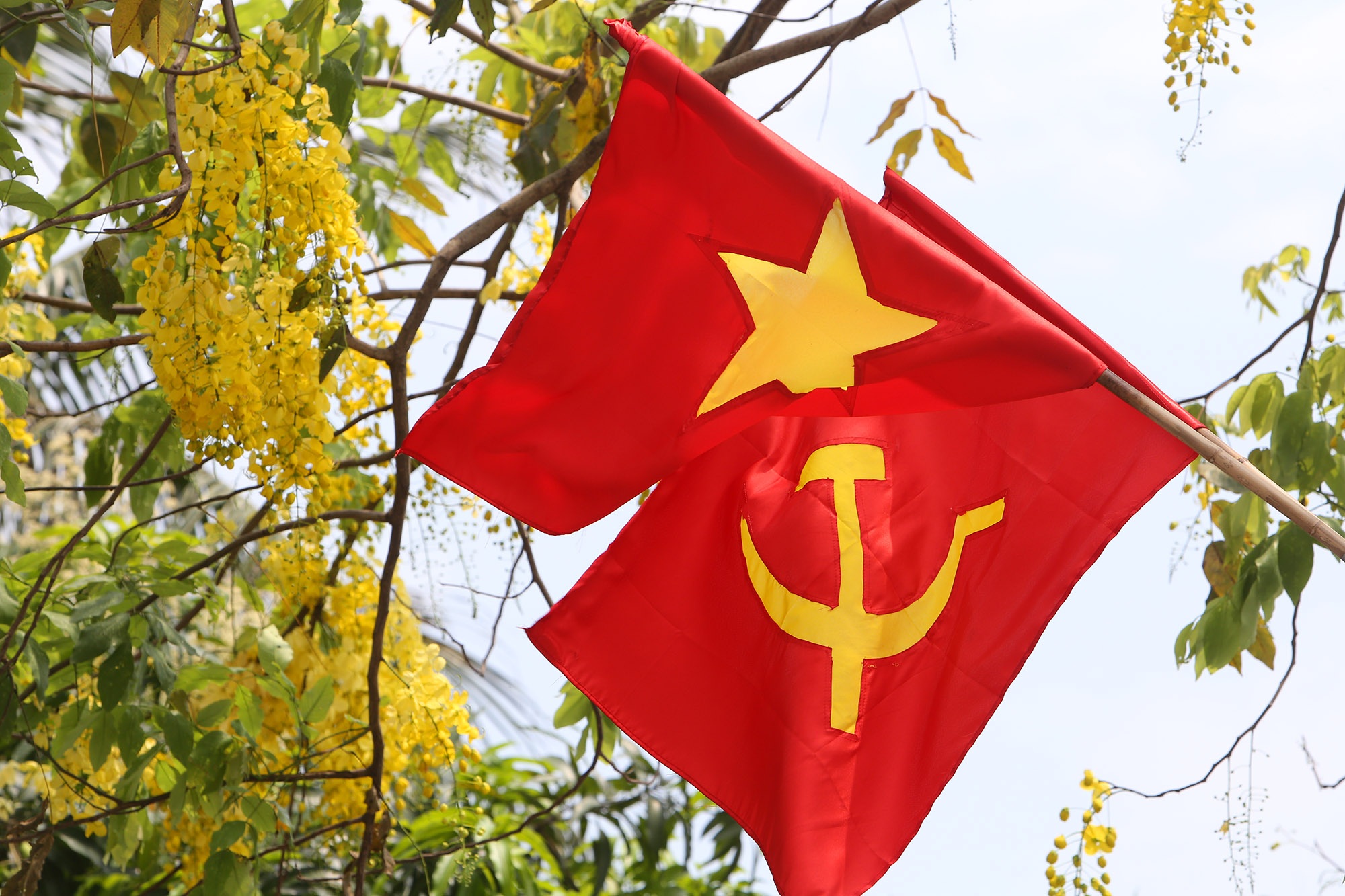 Hồ Tây thơ mộng trong sắc hoa muồng hoàng yến - 9 Hồ Tây thơ mộng trong sắc hoa muồng hoàng yến - 9