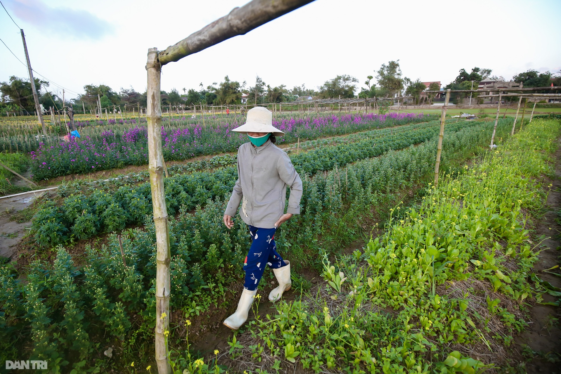 Nông dân Thừa Thiên Huế lo mất trắng vụ hoa Tết 2022 - 7