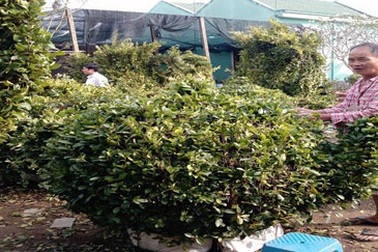 Mai vàng, kiểng hình ngựa được “săn đón”